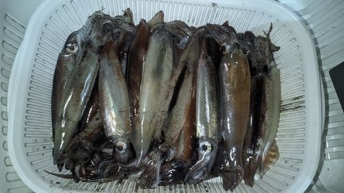 スルメイカの釣果