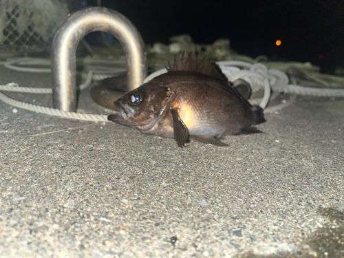 スルメイカの釣果