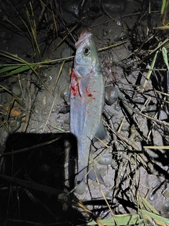 フッコ（マルスズキ）の釣果