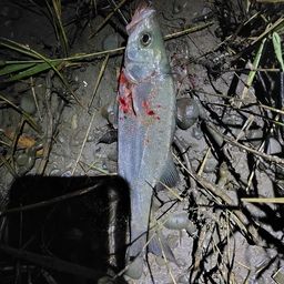 フッコ（マルスズキ）