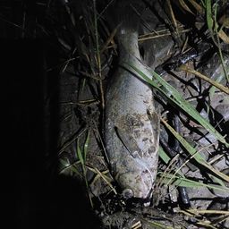 セイゴ（ヒラスズキ）