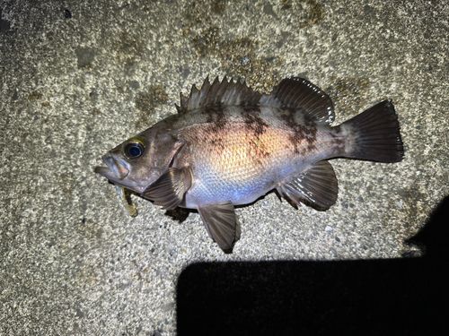 シロメバルの釣果