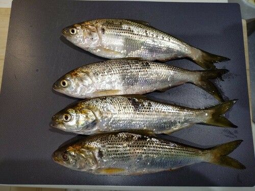 コノシロの釣果