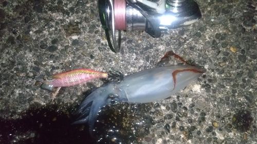 ケンサキイカの釣果