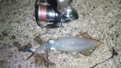 ケンサキイカの釣果