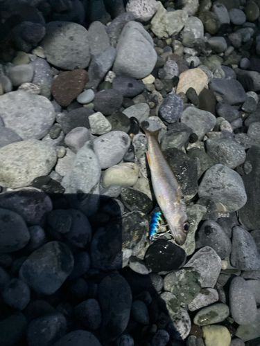 シロムツの釣果