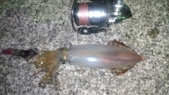 ケンサキイカの釣果