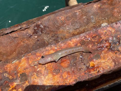 ホシノハゼの釣果