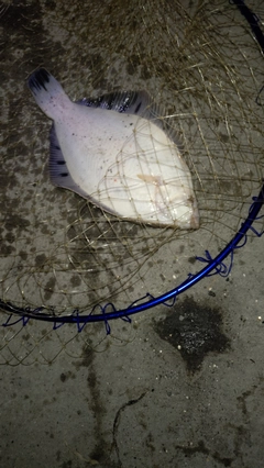 クロガシラガレイの釣果