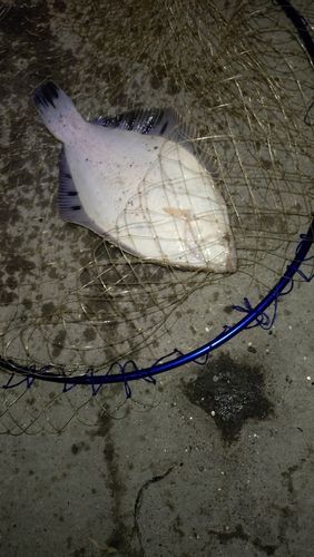 クロガシラガレイの釣果