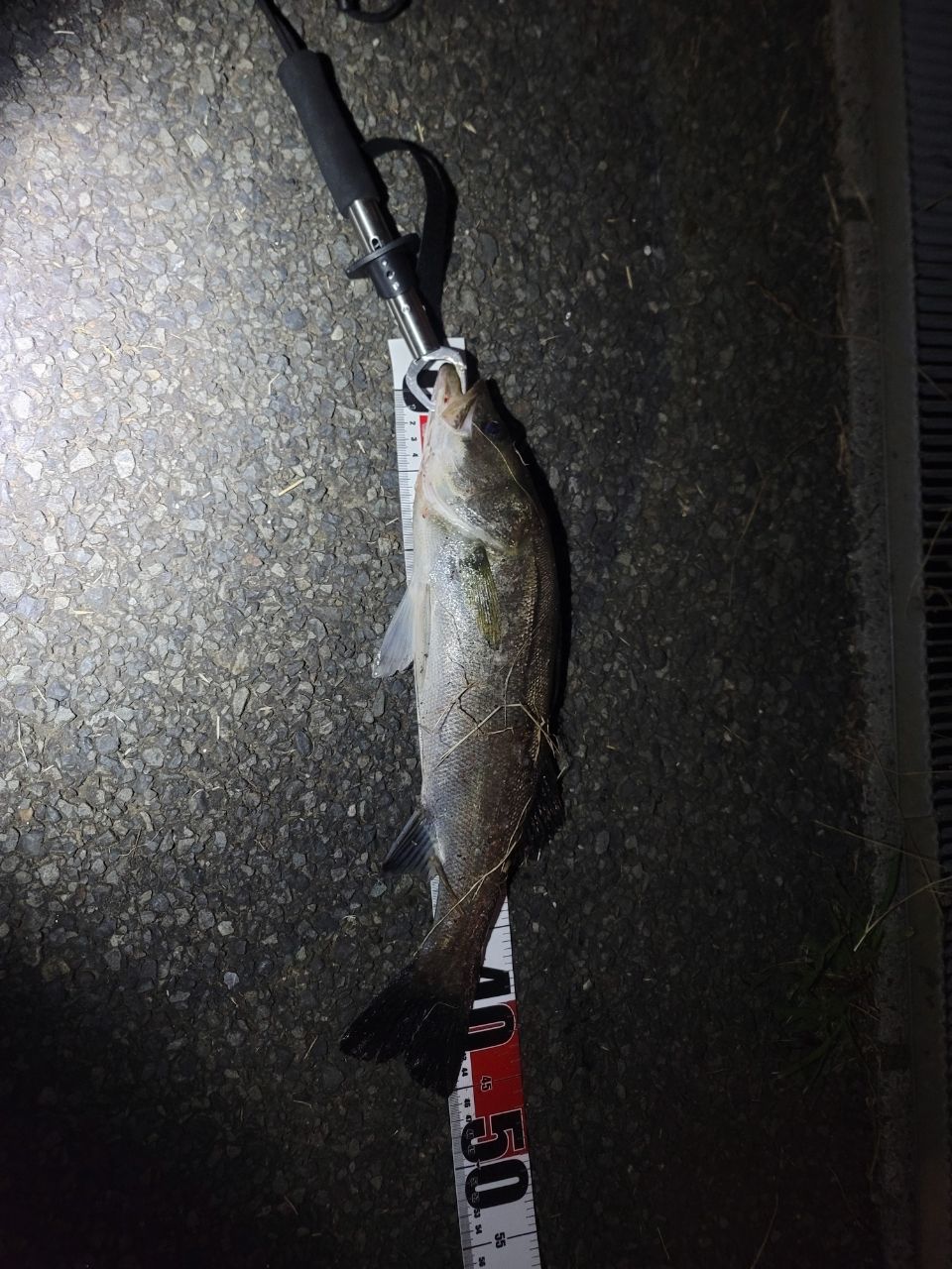 フッコ（マルスズキ）