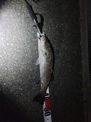 フッコ（マルスズキ）