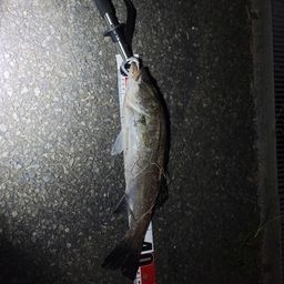 フッコ（マルスズキ）