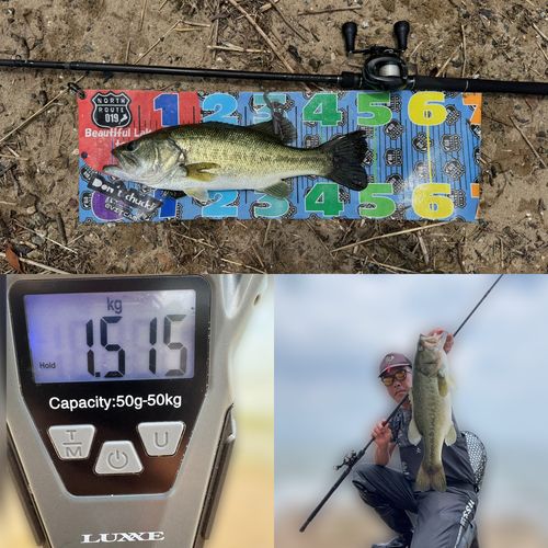 ブラックバスの釣果