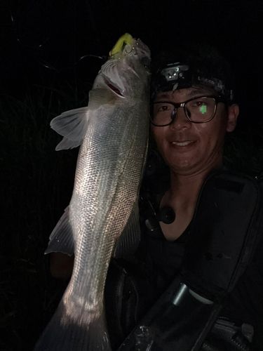 セイゴ（マルスズキ）の釣果