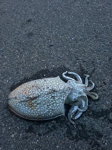 シリヤケイカの釣果