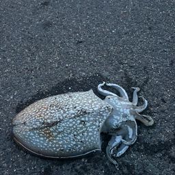 シリヤケイカ