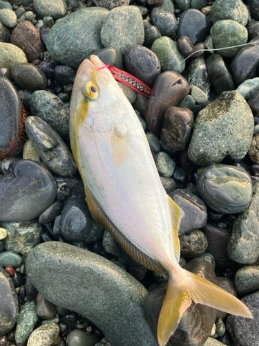ショゴの釣果