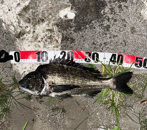 チヌの釣果