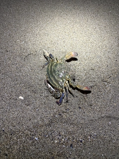 ワタリガニの釣果