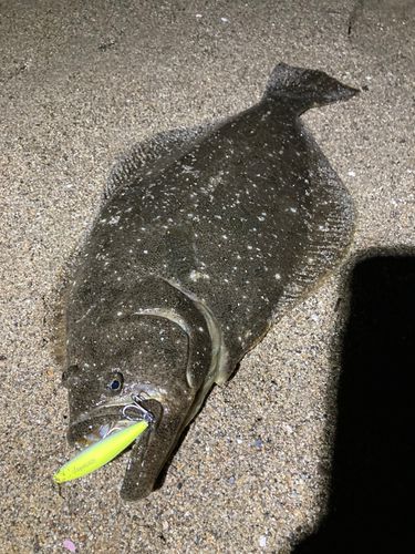 ヒラメの釣果