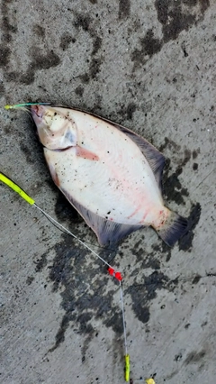 クロガシラガレイの釣果