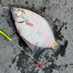 クロガシラガレイ