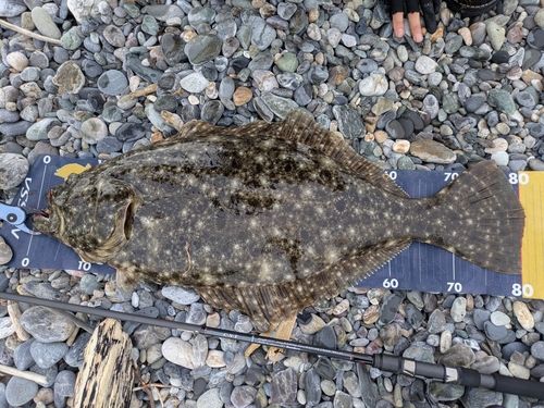 ヒラメの釣果