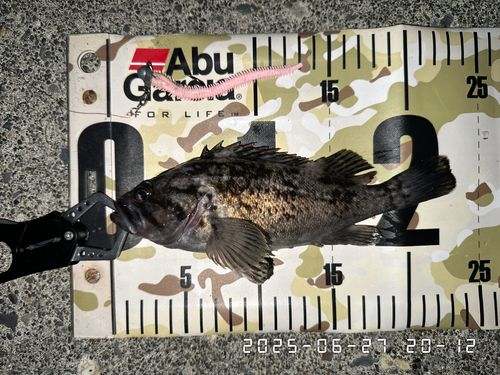 クロソイの釣果