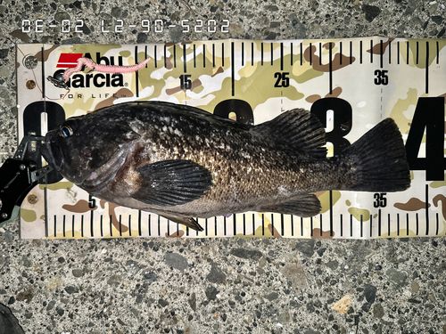 クロソイの釣果