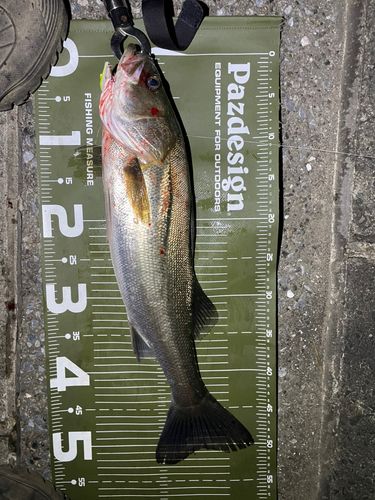 シーバスの釣果