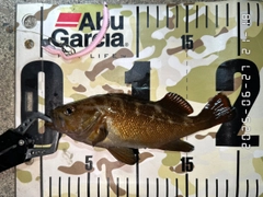 エゾメバルの釣果