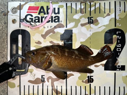 エゾメバルの釣果