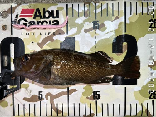 エゾメバルの釣果