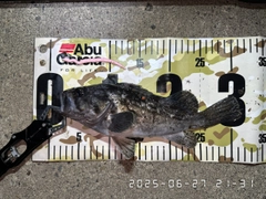 クロソイの釣果