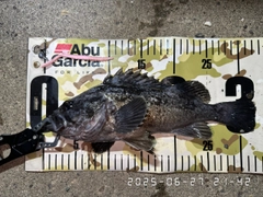 クロソイの釣果