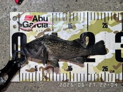 クロソイの釣果