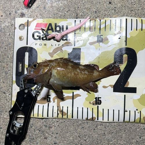 エゾメバルの釣果