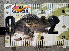 クロソイの釣果