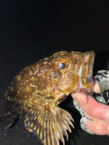 アラカブの釣果