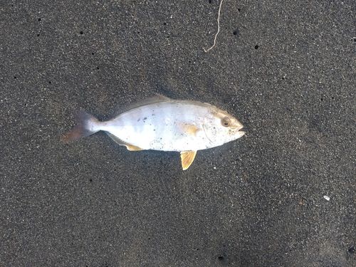 ショゴの釣果