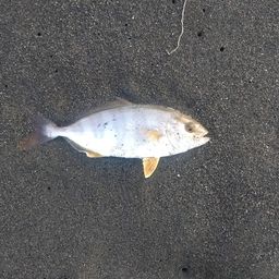 ショゴ