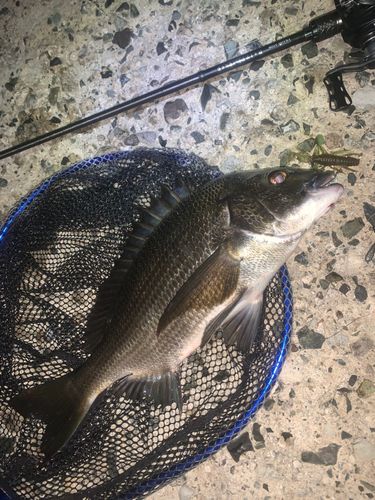 チヌの釣果