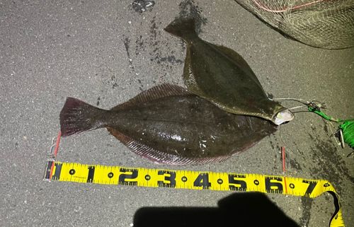 ヒラメの釣果