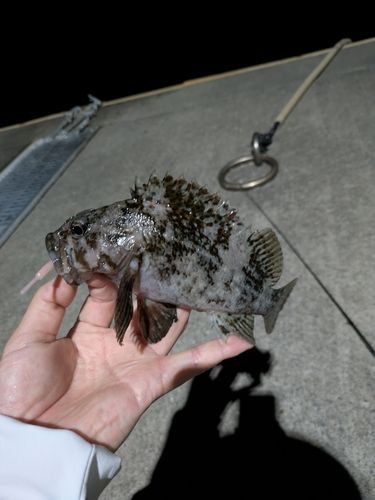 ムラソイの釣果