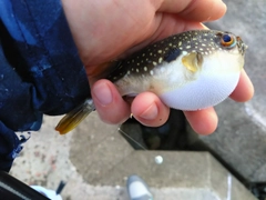 クサフグの釣果
