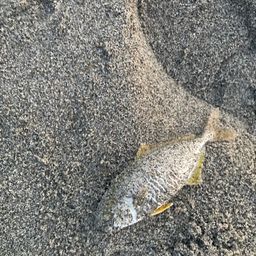 ショゴ