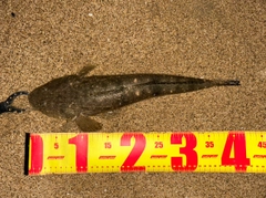 マゴチの釣果