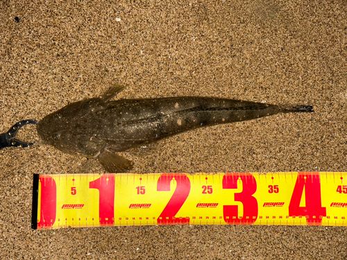マゴチの釣果