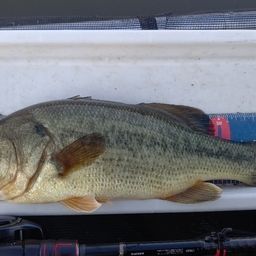 ラージマウスバス